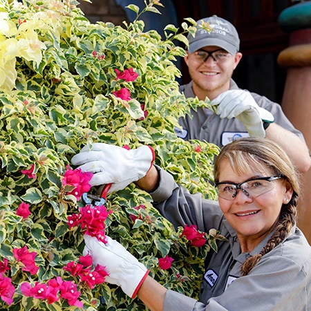 Two team Members trimming a bush